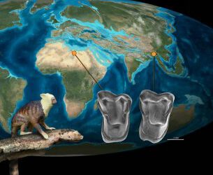 Nuevas evidencias sobre el origen asiático de los primeros primates antropoides