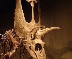 Titanoceratops: el ancestro de los grandes dinosaurios cornudos