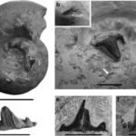 Los Tiburones Se Alimentaban De Ammonoideos En El Jurásico | Aragosaurus