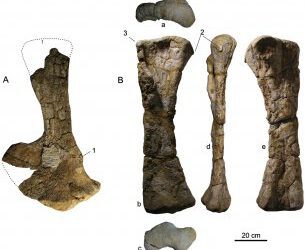 Angolatitan, un nuevo dinosaurio fuera de tiempo