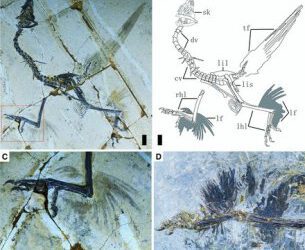 Las «patas» de las aves primitivas tenían «alas»