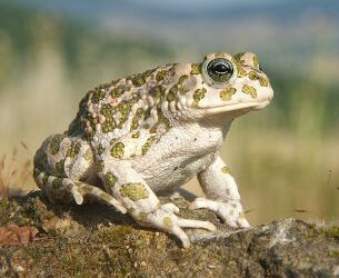 El sapo verde vivío en la Península Ibérica en el comienzo del Pleistoceno