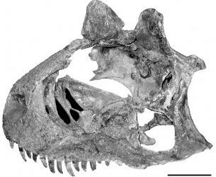 Nuevos datos sobre Carnotaurus sastrei