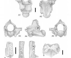 El estudio de los anfibios y reptiles fósiles permite establecer cuando se produjo la primera pulsación hacia la aridificación del Norte de África