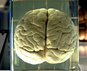 Cómo nos hicimos mamíferos. El Cerebro