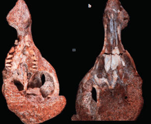 Cronopio, un nuevo mamífero del Cretácico Superior de la Patagonia