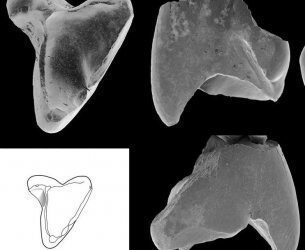 Crusafontia amoae: Un nuevo mamífero fósil del Cretácico Inferior de Galve