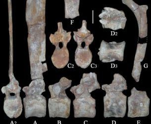 Un enigmático dinosaurio ornitópodo del Cretácico Inferior ibérico