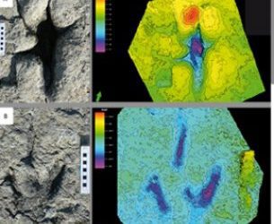 Un dinosaurio, distintas huellas