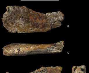 Un dinosaurio inglés en el Cretácico Inferior de la Península Ibérica