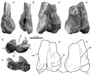 Sobre la presencia de un gran dinosaurio carnívoro en el Cretácico Inferior de Teruel