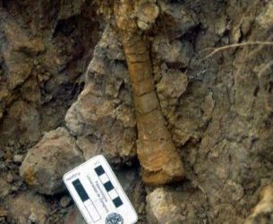 La Cantalera: Una ventana a la biodiversidad del Cretácico Inferior