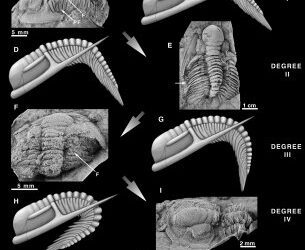 Sobre el enrollamiento de los trilobites del Cámbrico