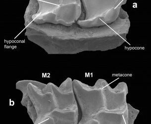 El primer registro de Sorex margaritodon de Europa occidental está en Atapuerca