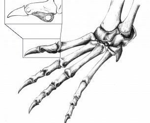 Primera descripción de una patología ósea en un cocodrilo del Eoceno