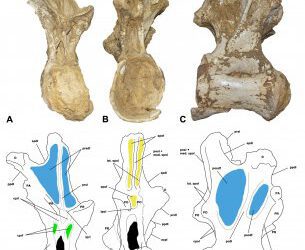 Profundizando en el conocimiento de los titanosaurios iberoarmoricanos