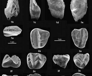 Iberica hahni: un nuevo mamífero a la sombra de los dinosaurios de Galve