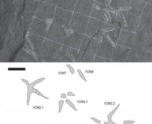 Nuevas icnitas de grandes aves en el Mioceno Inferior de la Rioja