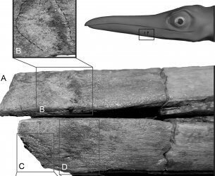 Pelea de ictiosaurios de hace 100 millones de años