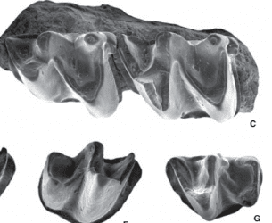 Los topos y la paleoclimatología del Mioceno