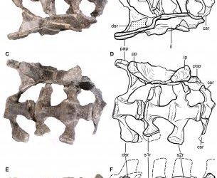 Leonerasaurus o las primeras adaptaciones al gigantismo en saurópodos