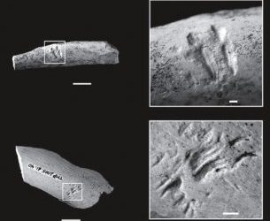 Marcas de dientes de mamíferos en huesos de los dinosaurios