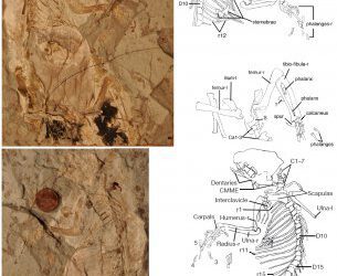 Un poco más del inicio de la evolución de los mamíferos