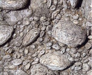 Curso teórico-práctico de fósiles en el Geoparque del Sobrarbe