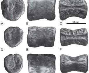 Nuevos descubrimientos dinosaurios ornitópodos del Jurásico Superior de Asturias.