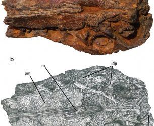 Oxalaia, un gran spinosauridae de Sudamérica