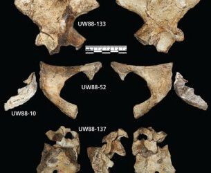 Australopithecus sediba: el australopiteco más humano