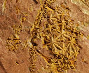 Nuevos fósiles del Cámbrico arrojan luz sobre el origen de los crinoideos