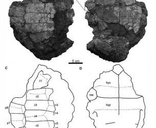 Una nueva tortuga del Maastrichtiense superior
