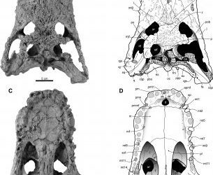 Curso de Verano sobre los últimos avances en la Paleontología de los Pirineos