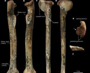 Descrito un nuevo dinosaurio ornitomimosaurio de China