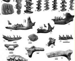 Reconstrucción paleoambiental de la cueva de Santimamiñe (Bizkaia): 20.000 años de ocupación humana