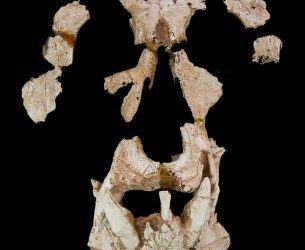 Anoiapithecus brevirostris, el hominoideo más antiguo de la península Ibérica