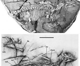 Nuevos datos sobre las relaciones de parentesco en dinosaurios ornitópodos basales