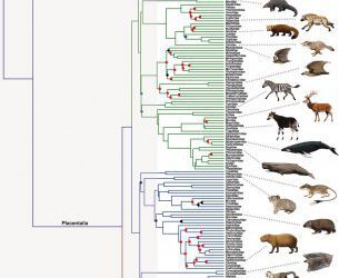 On mice and men: nuevas matrices para viejos datos