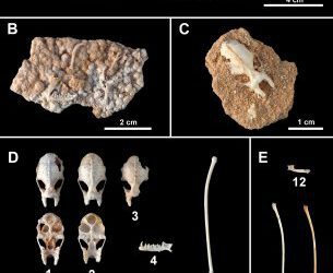 La Cova des Pas de Vallgornera y sus extraordinarios huesos fósiles de vertebrados del Cuaternario