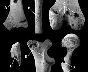 Nuevas evidencias del carroñeo de oso de las cavernas sobre individuos de su misma especie