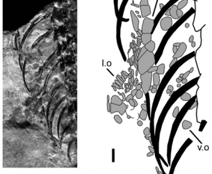 El lagarto cretácico que se subía a los árboles