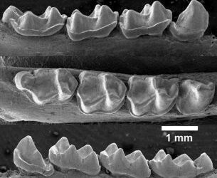 Una nueva especie de primate en el Eoceno Medio de los Pirineos