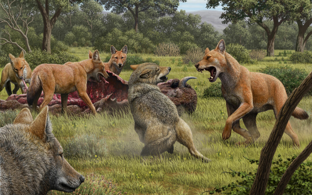 El ADN antiguo desvela los secretos del lobo huargo de Juego de Tronos