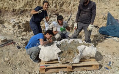 Excavación del yacimiento de dinosaurios d e Alacón