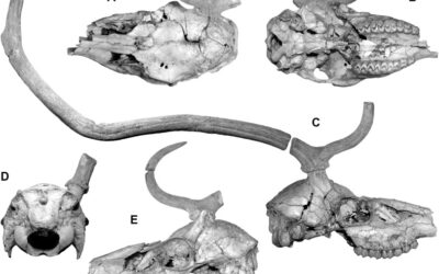 El cerebro y la dieta de los ciervos italianos en el Pleistoceno
