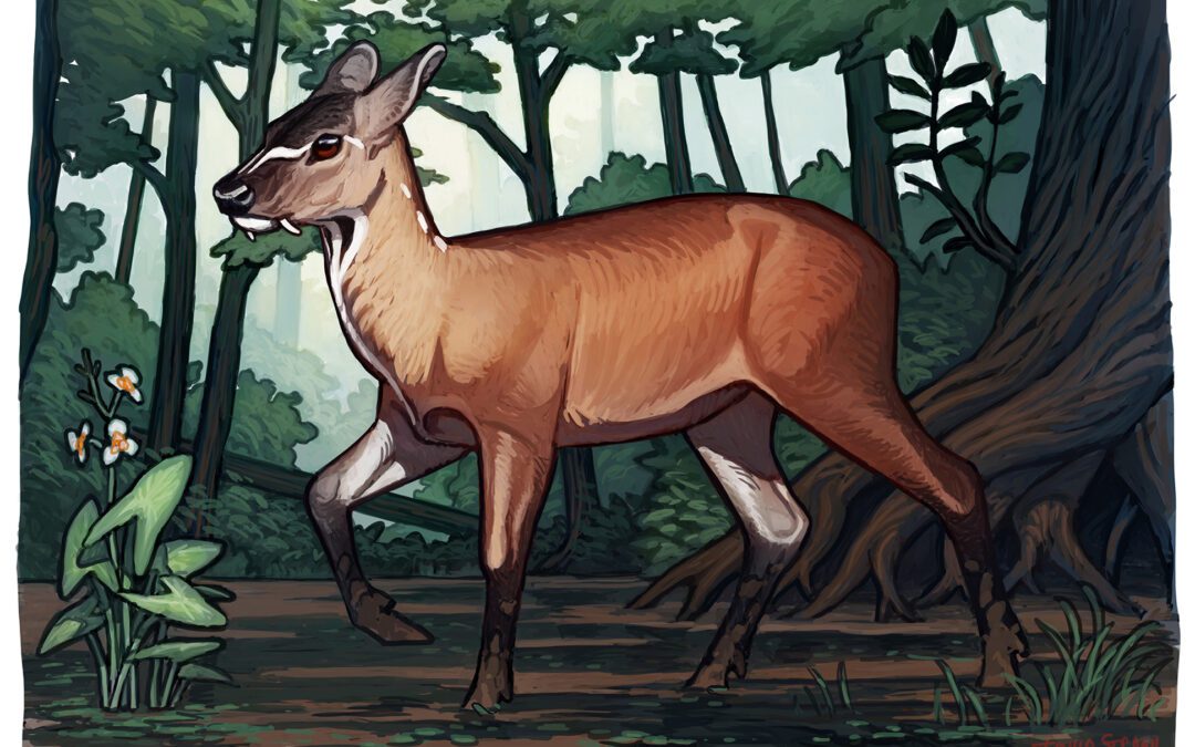 Amphimoschus y la evolución de los rumiantes