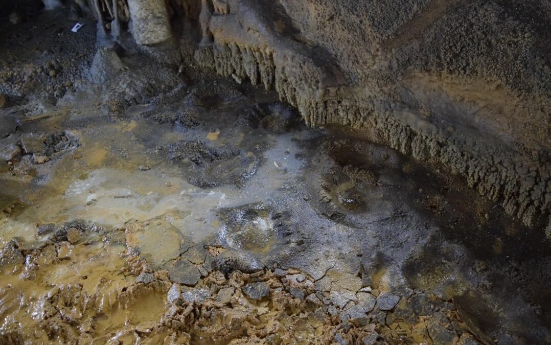 Descubiertas icnitas de oso de las cavernas en una cueva de Palencia